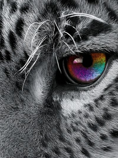 Rainbow Tiger Eye Photography Poster. poster