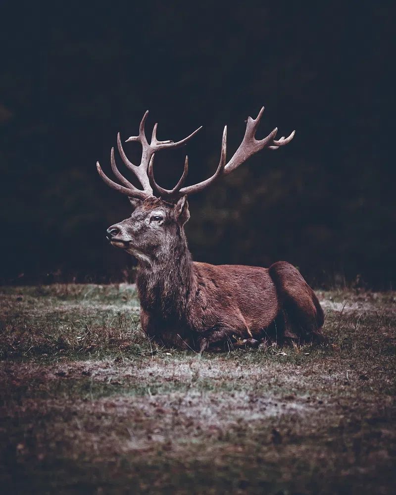 Majestic Stag Portrait Print. poster — animals art