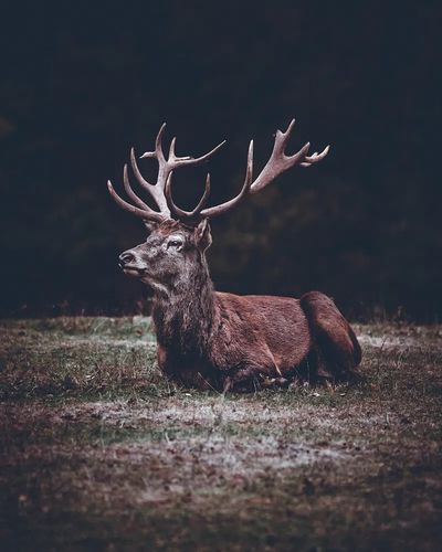 Majestic Stag Portrait Print. poster