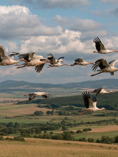 Flying Storks Over Countryside Poster. poster