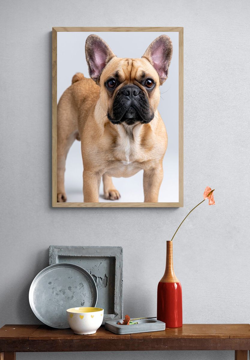 French Bulldog Portrait Poster. — room view 3