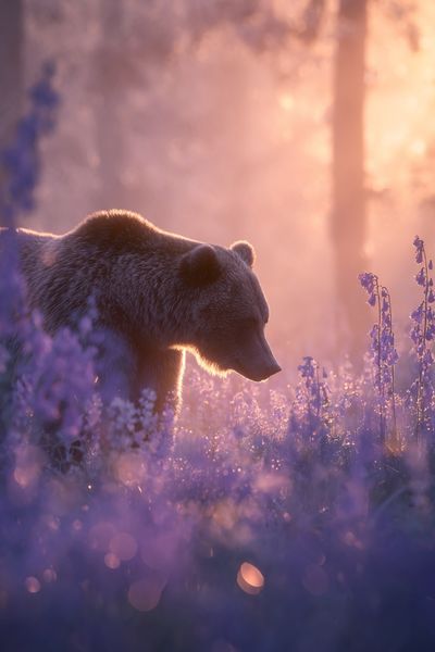 Bear in Lavender Light Poster. poster