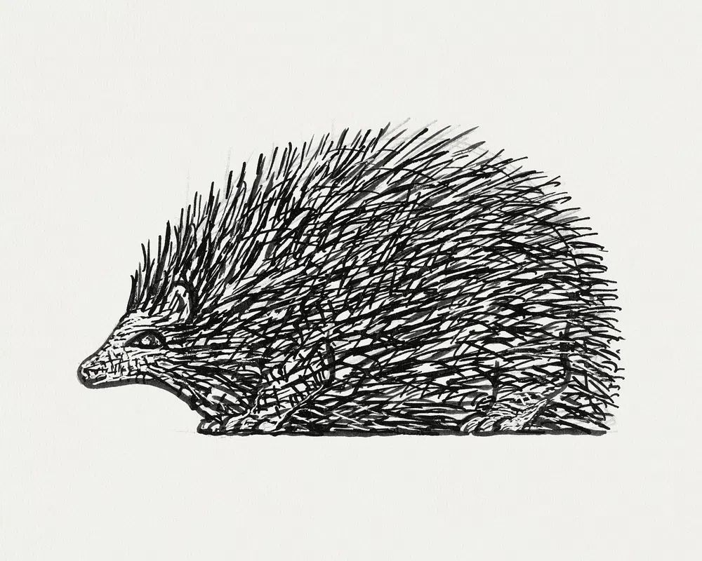 Hedgehog (ca. 1891–1941) drawing high. poster detail
