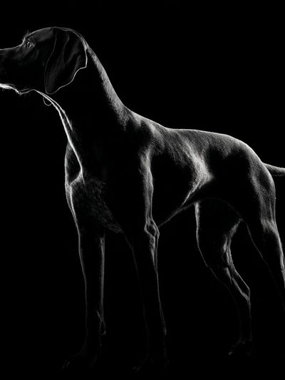 Black Labrador Portrait Photography Poster. poster