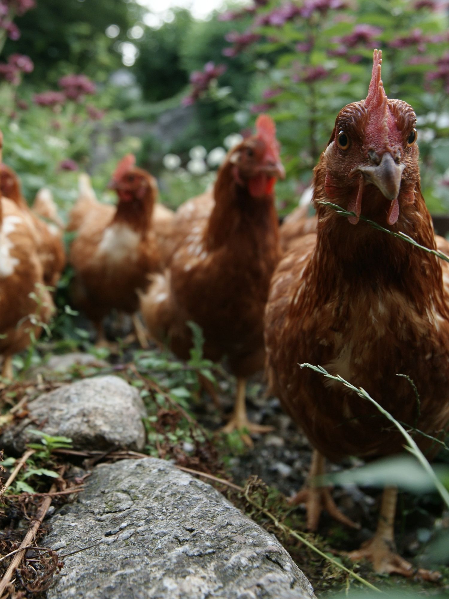 Curious Hens Garden Photography Poster. poster — animals art