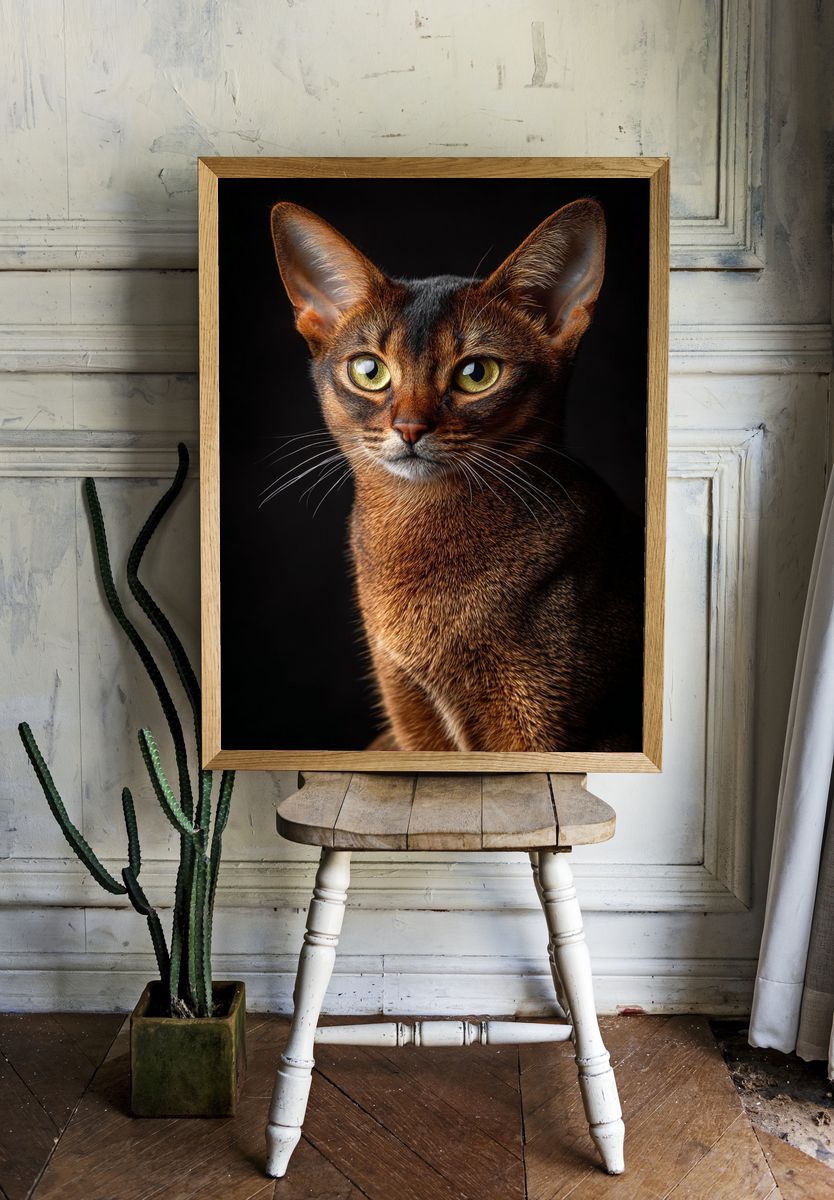 Abyssinian Cat Portrait Photography Poster. — room view 1