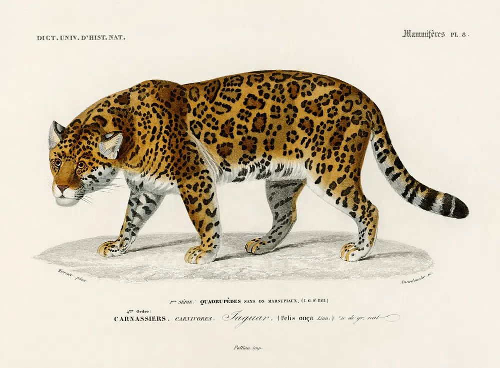 Jaguar (Panthera Onca) illustrated Charles. poster detail