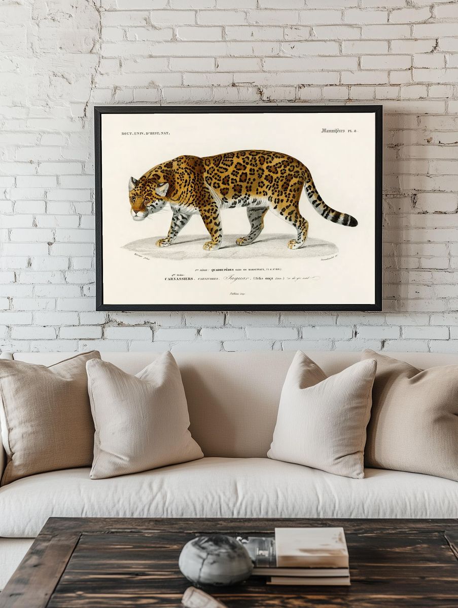 Jaguar (Panthera Onca) illustrated Charles room preview