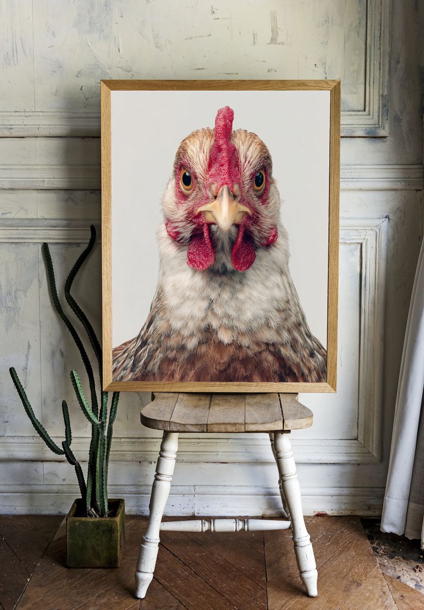 Chicken Portrait Photography Poster room preview