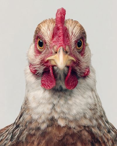 Chicken Portrait Photography Poster