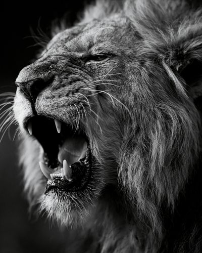 Roaring Lion Black-White Poster. poster