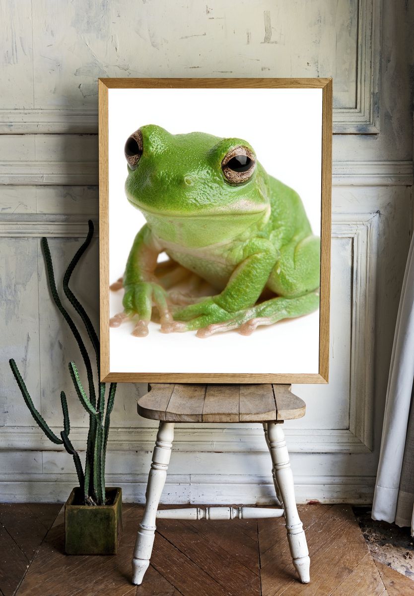 Green Tree Frog Photography Poster. — room view 1
