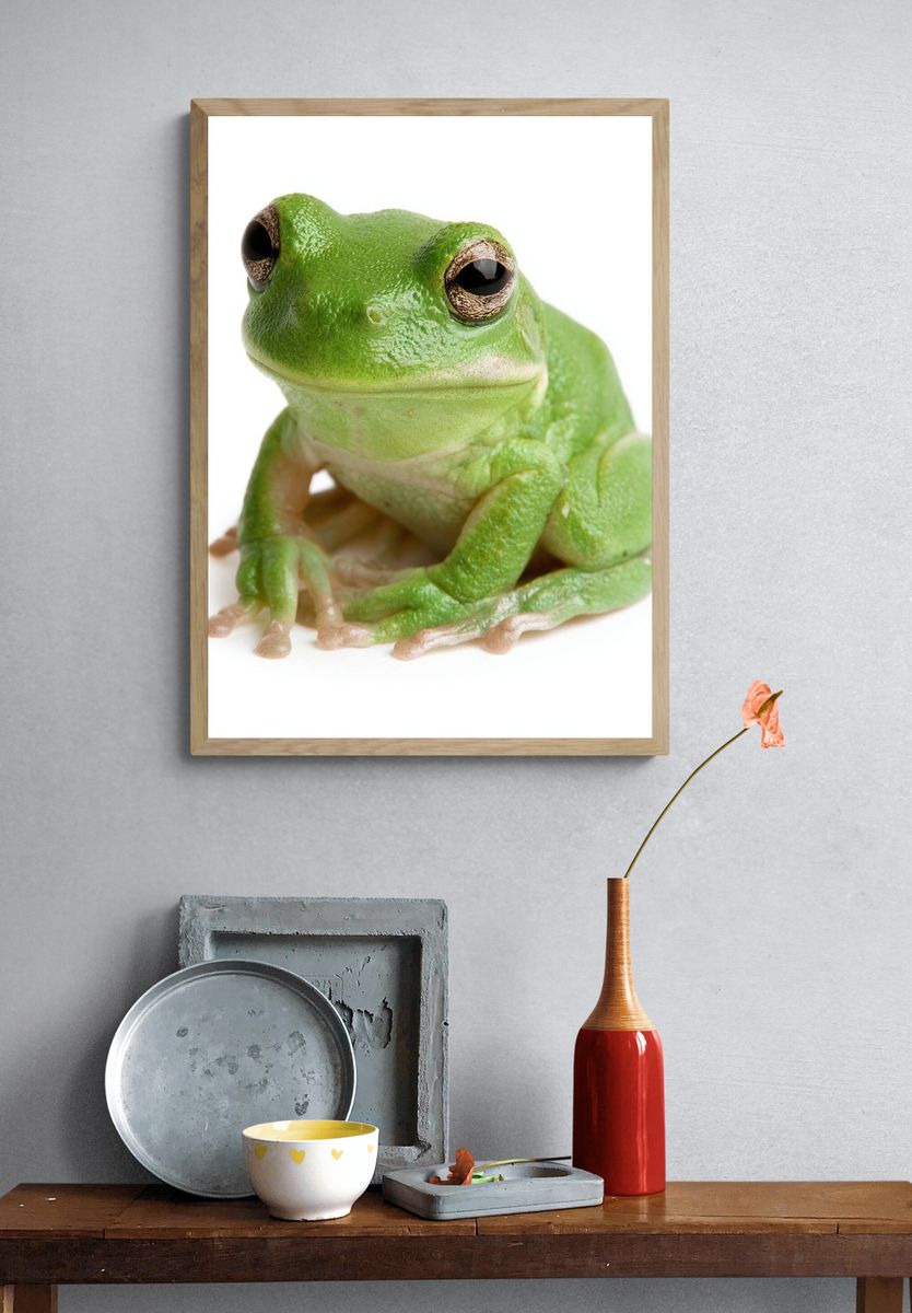 Green Tree Frog Photography Poster. — room view 3