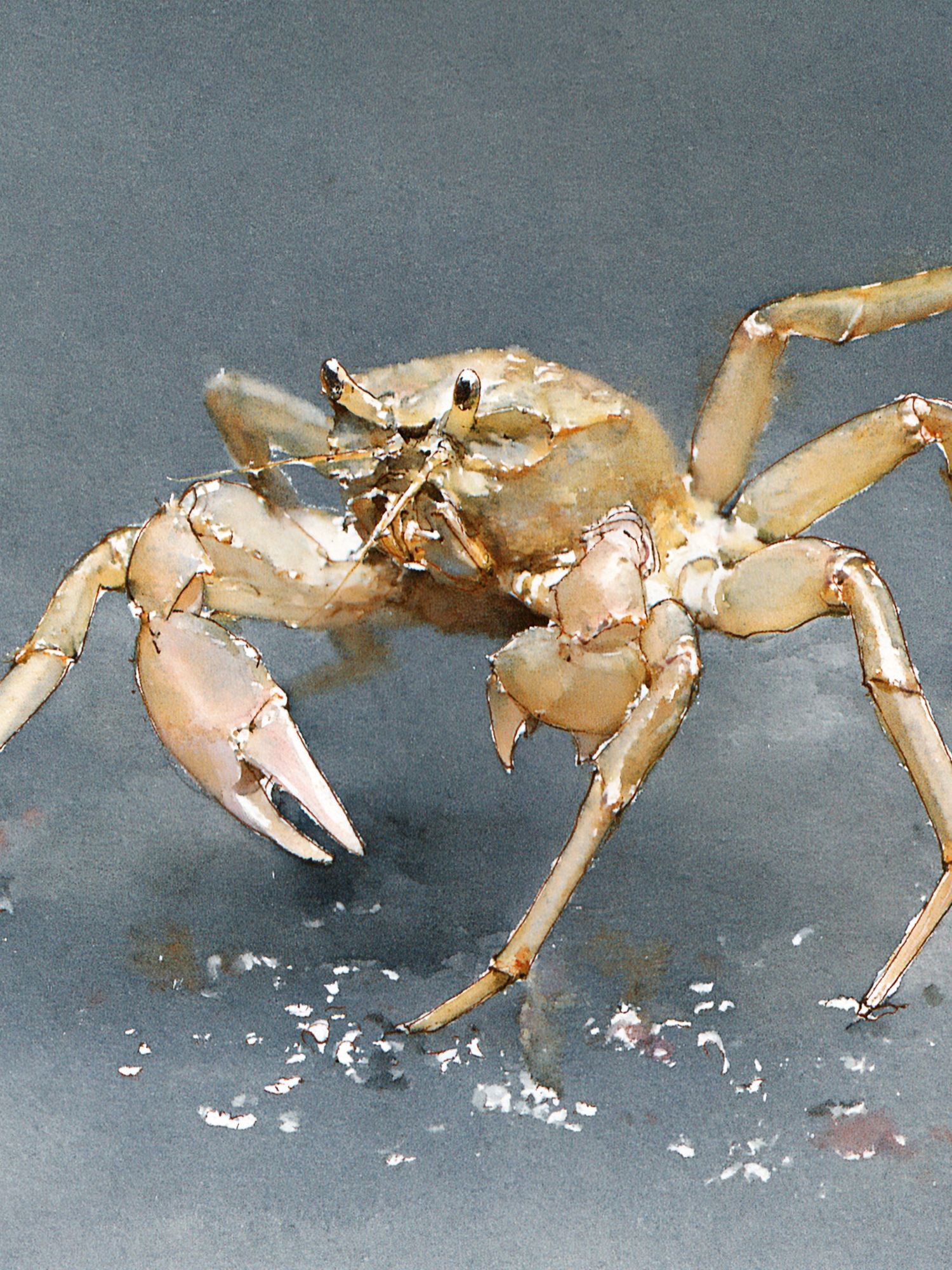 Crab Watercolor Poster. poster detail