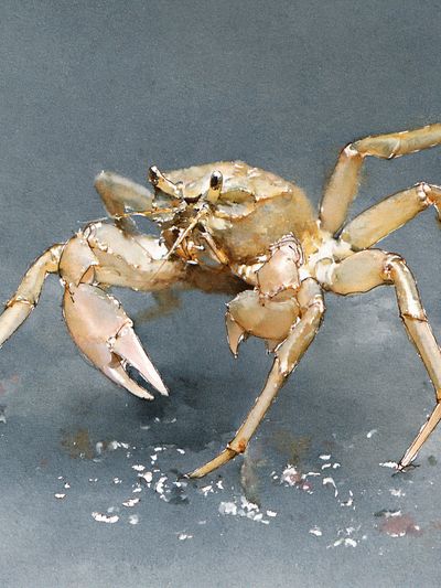 Crab Watercolor Poster. poster