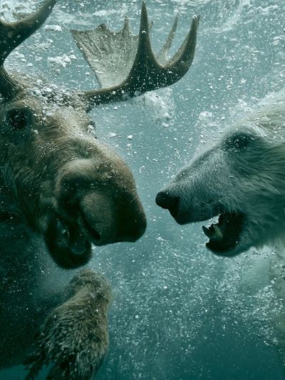 Underwater Bear Encounter Photography Poster. poster