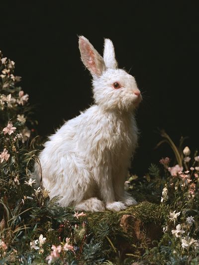 White Rabbit Floral Portrait Poster.