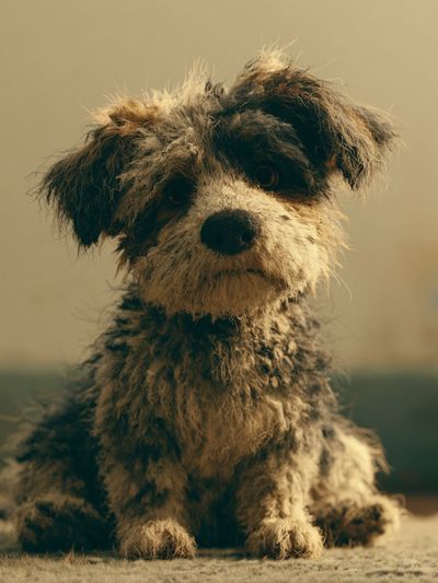 Scruffy Puppy Portrait Poster. poster