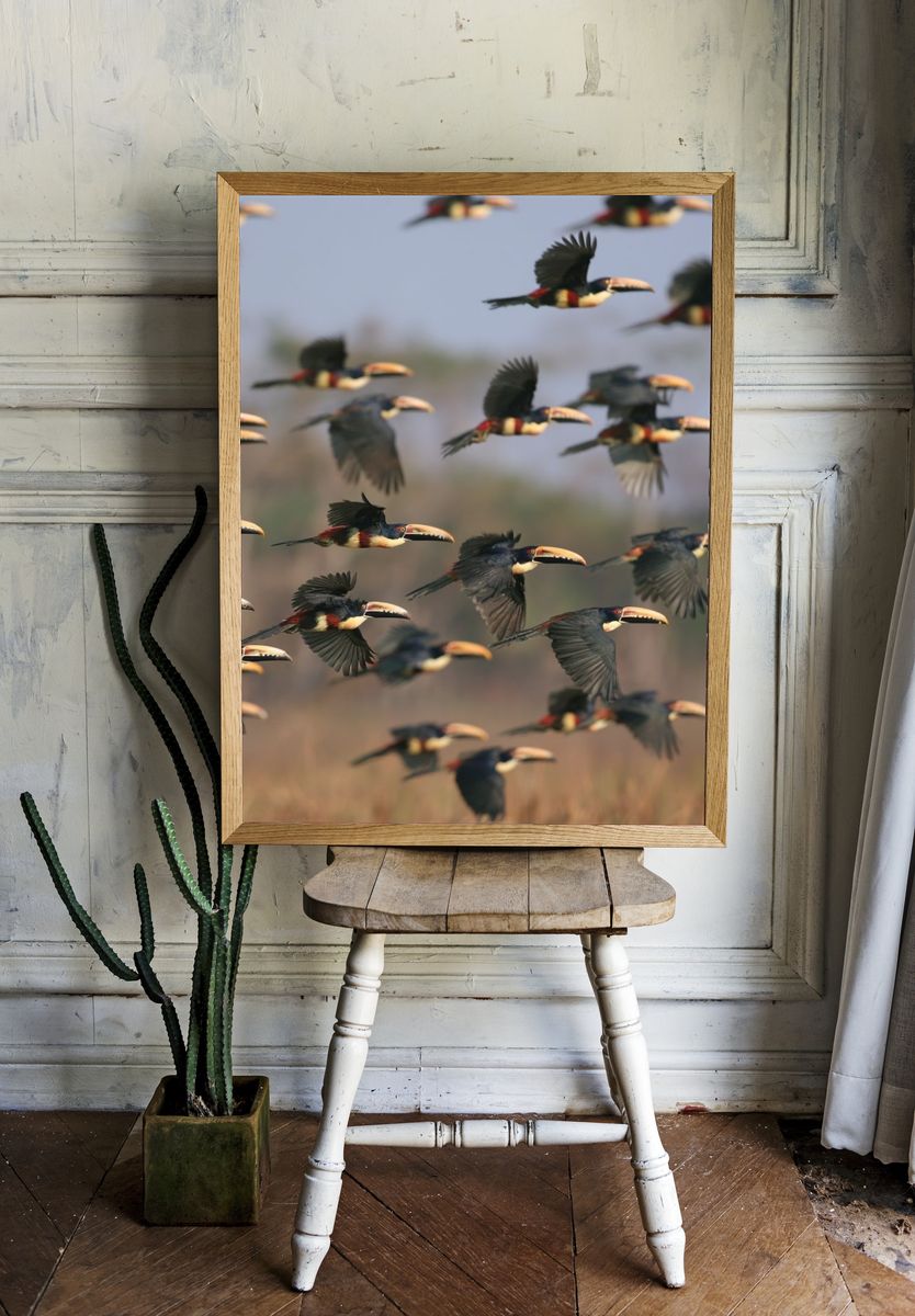 Flying Toucans Photography Poster. — room view 1