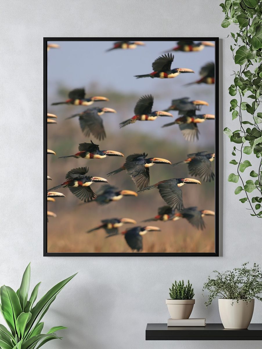 Flying Toucans Photography Poster. — room view 4