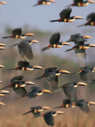 Flying Toucans Photography Poster. poster