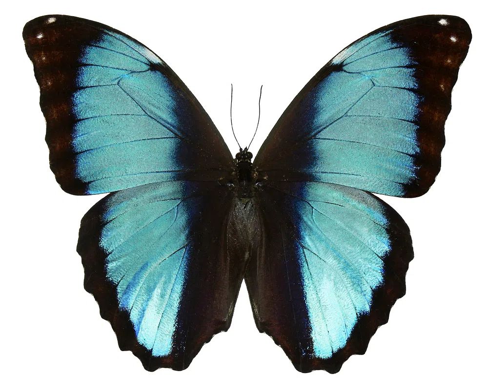 Beautiful butterfly white background. Free. poster detail