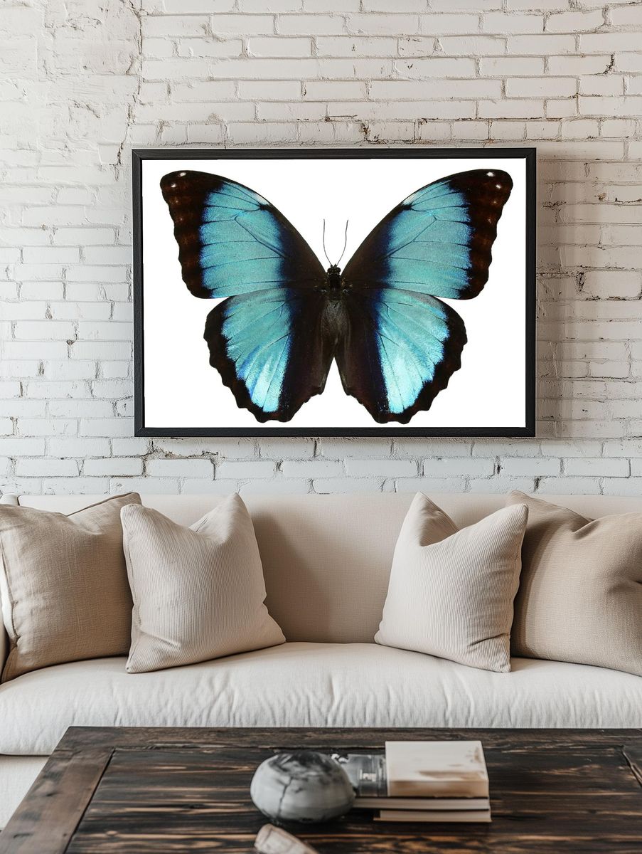Beautiful butterfly white background. Free. — room view 1