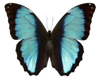 Beautiful butterfly white background. Free. poster