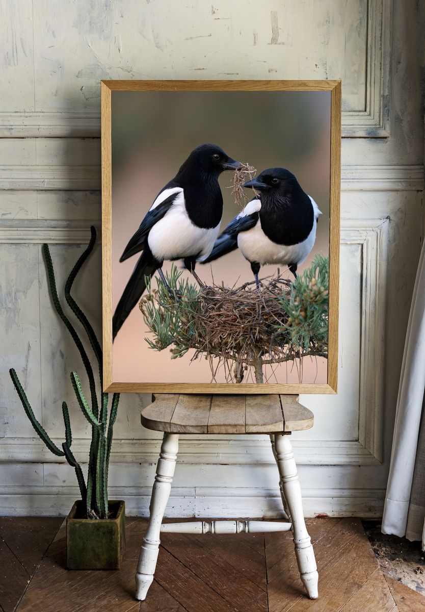 Magpie Pair Wildlife Photography Poster. — room view 1