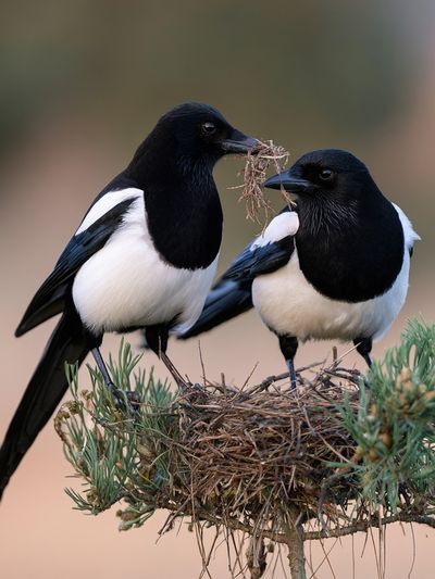 Magpie Pair Wildlife Photography Poster. poster