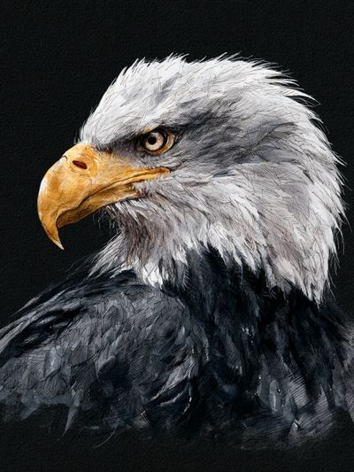 Bald Eagle Watercolor Poster. poster