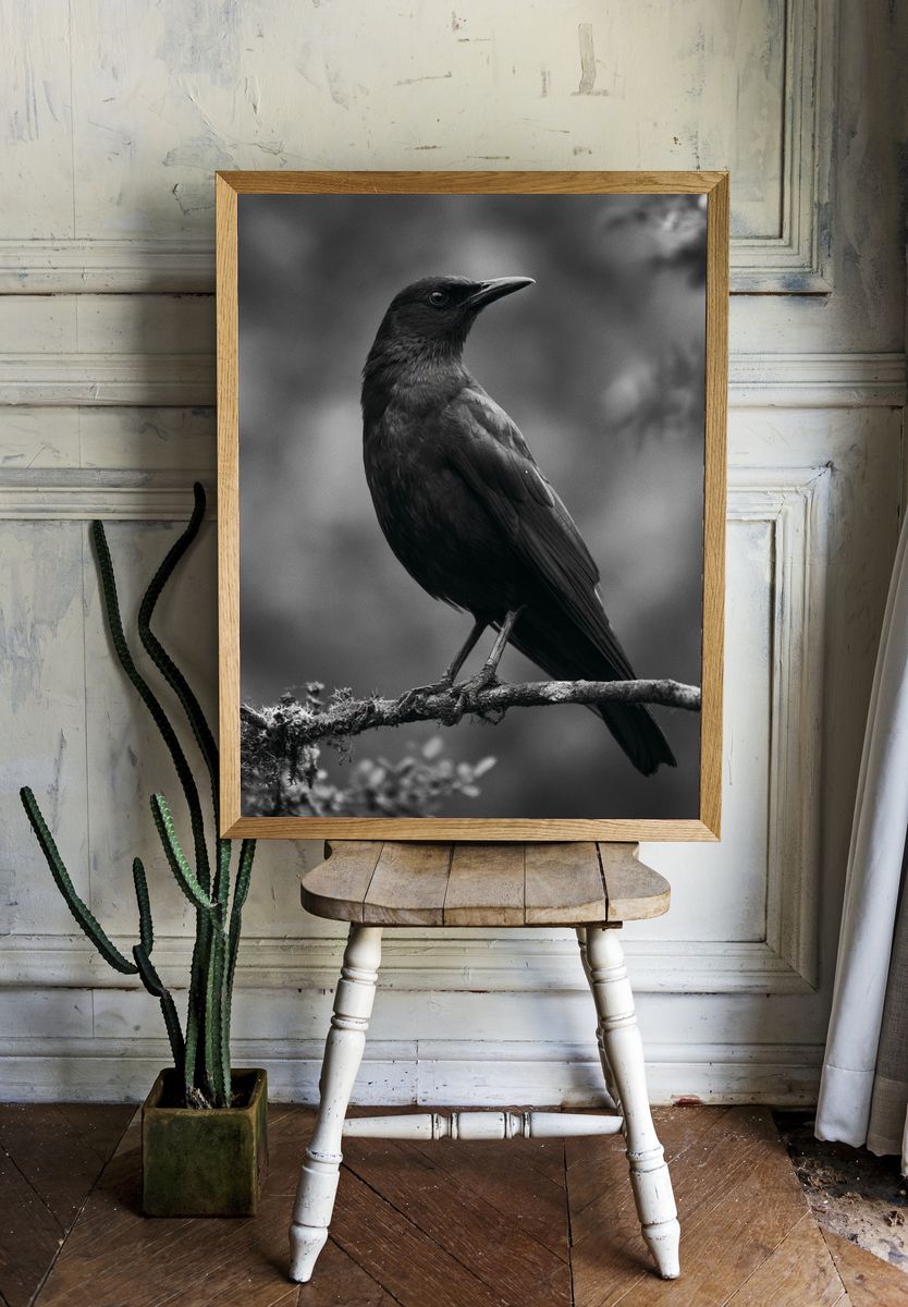 Black Bird Portrait Photography Poster. — room view 1