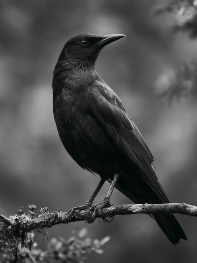 Black Bird Portrait Photography Poster. poster