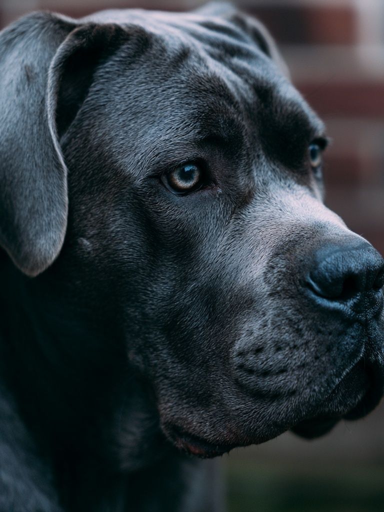 Black Labrador Portrait Poster. poster detail