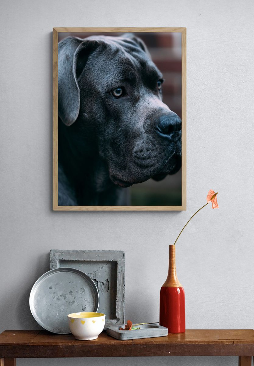 Black Labrador Portrait Poster. — room view 3