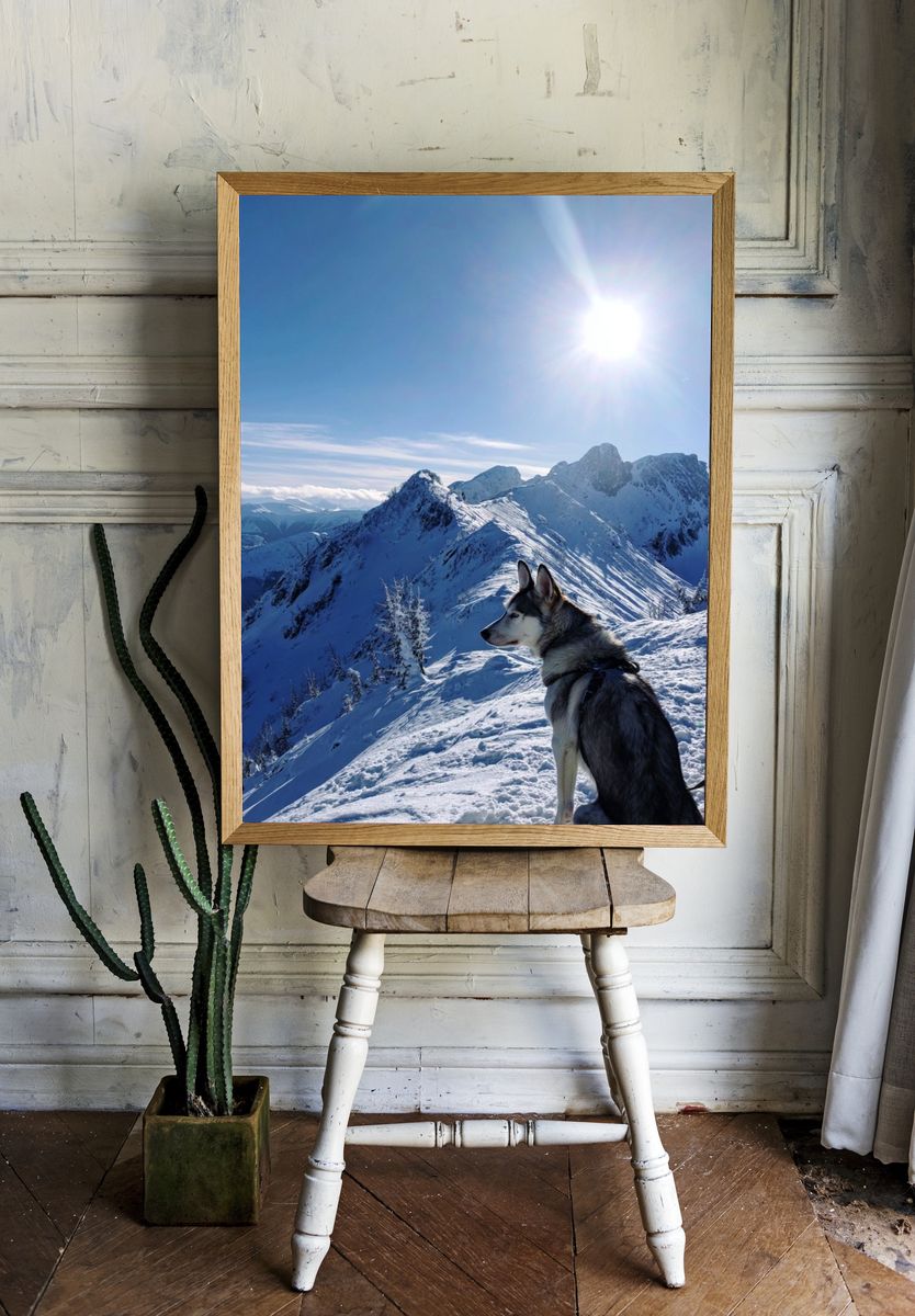 Husky on Snowy Mountain Peak Poster. — room view 1