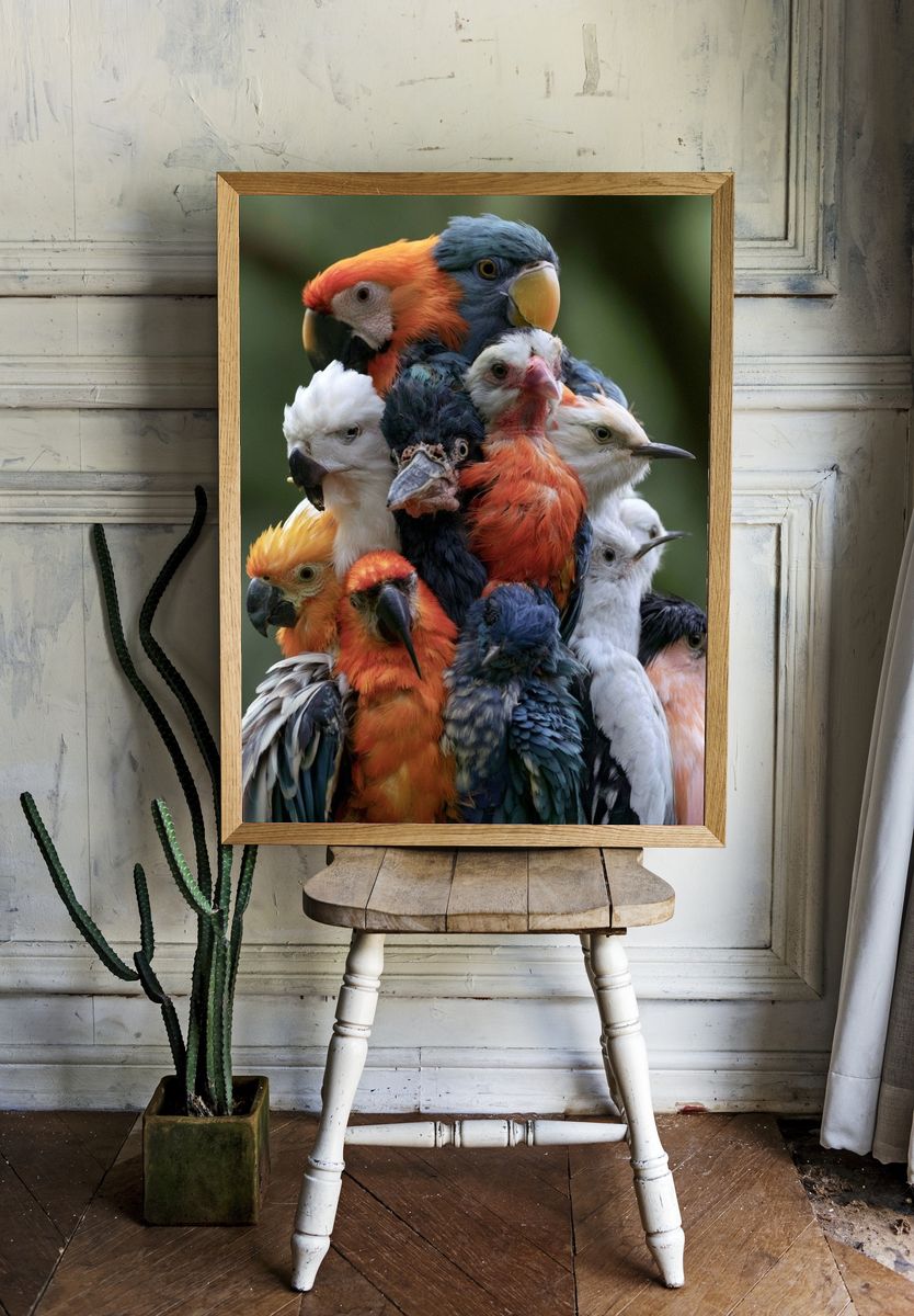 Colorful Parrot Cluster Photography Poster. room preview