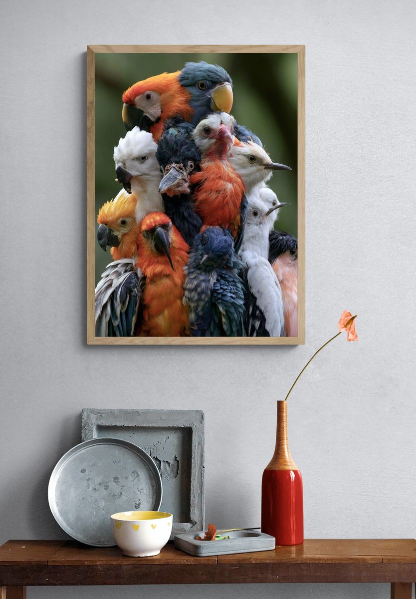 Colorful Parrot Cluster Photography Poster. — room view 3
