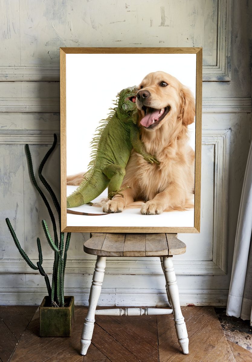 Golden Retriever and Iguana Photography Poster. — room view 1