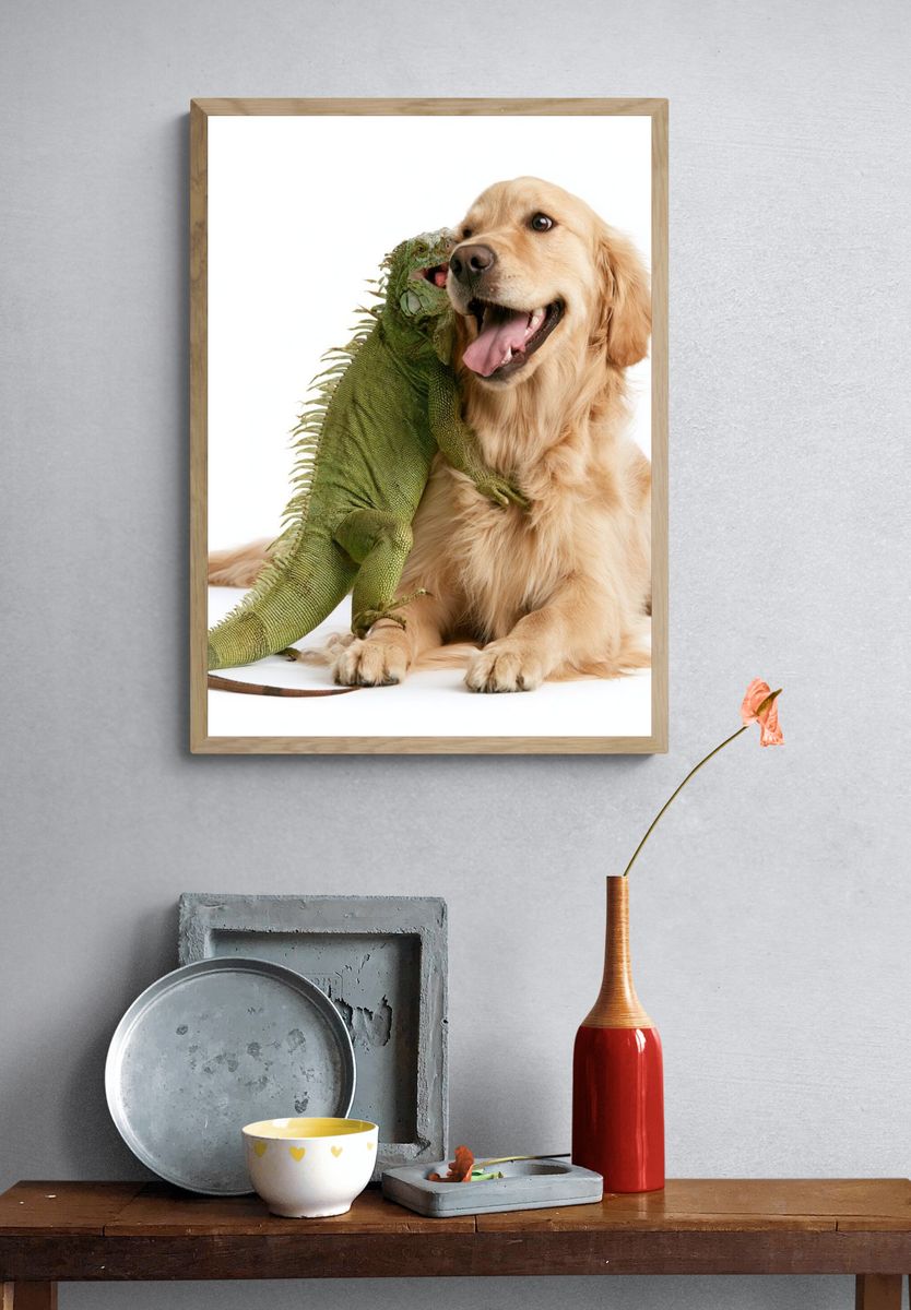 Golden Retriever and Iguana Photography Poster. — room view 3
