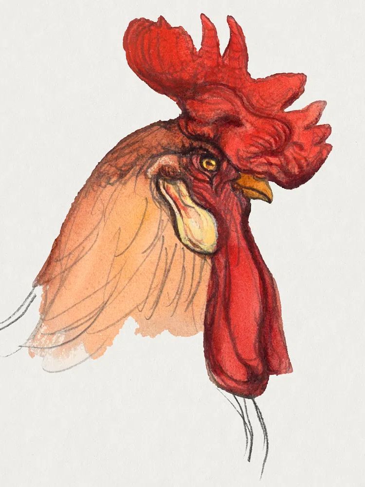 Head Rooster (ca. 1900) Samuel. poster detail