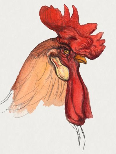 Head Rooster (ca. 1900) Samuel. poster