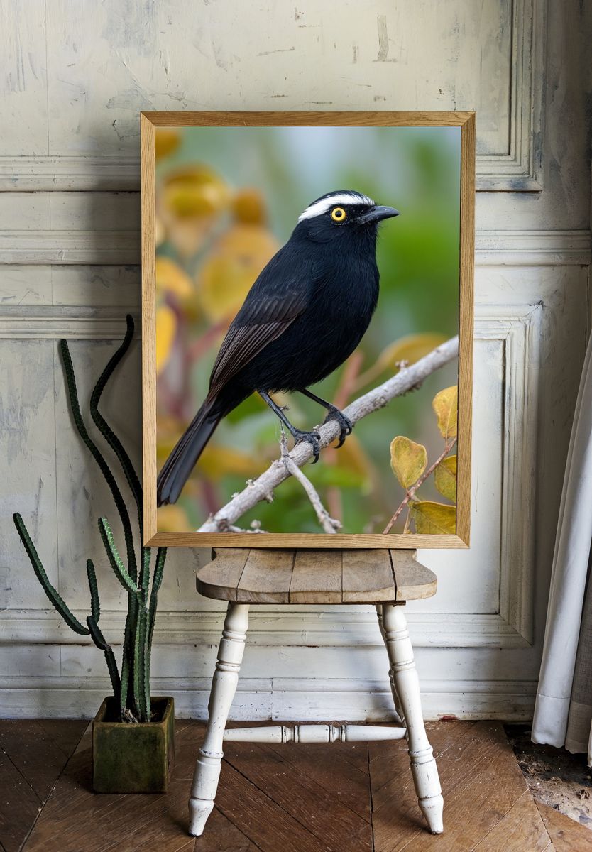 Black Bird on Branch Photography Poster. — room view 1