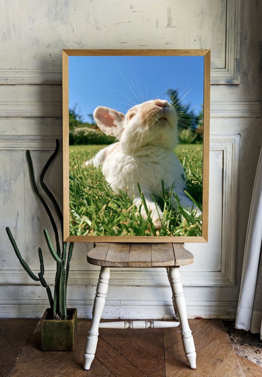 Sunlit Bunny Portrait Poster. — room view 1