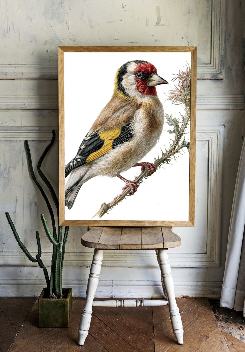 European Goldfinch Botanical Print. — room view 1