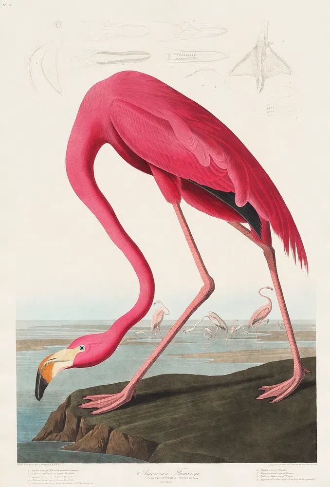 Pink Flamingo Birds America (1827). poster — animals art