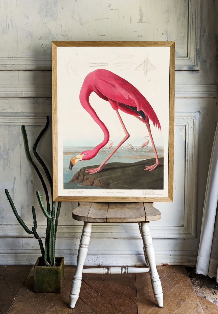 Pink Flamingo Birds America (1827) room preview