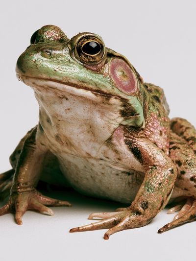 Tree Frog Portrait Photography Poster. poster