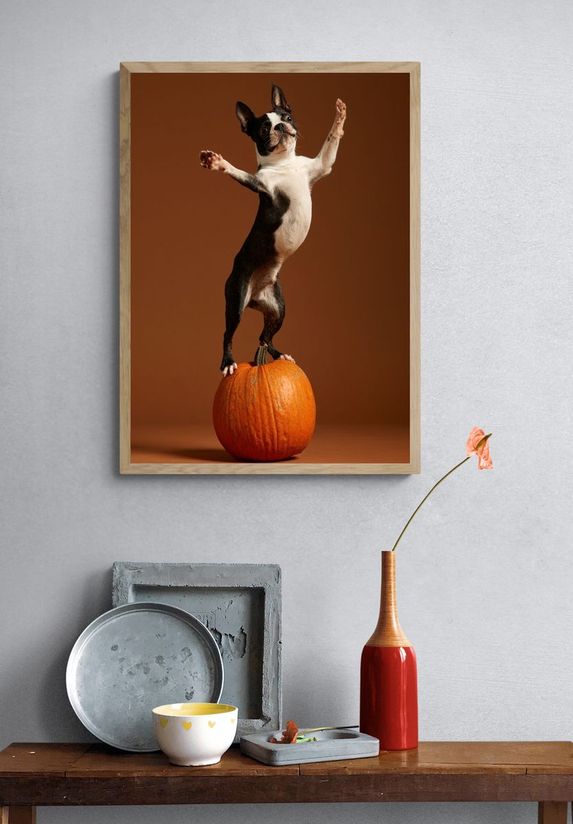 Boston Terrier Pumpkin Balance Poster. — room view 3