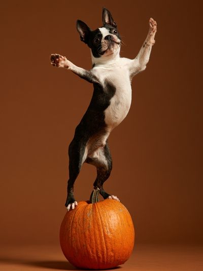 Boston Terrier Pumpkin Balance Poster. poster